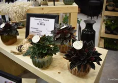 Three new Peperomia products from Lundager under the brand Tingdal.